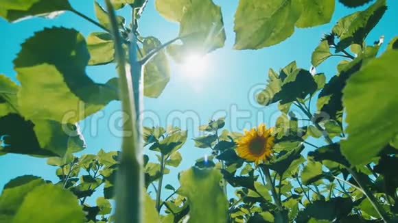 向日葵在蓝天的衬托下从阳光的照射下视频的预览图