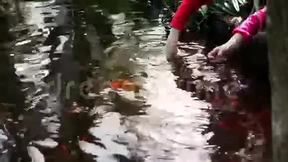 花园里鱼缸里的金鱼视频的预览图
