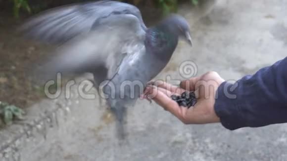 鸽子啄着种子飞在一只人手上视频的预览图