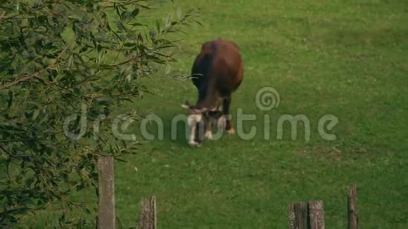 草地上的牛一头棕色的大牛在绿色的草地上吃草视频的预览图
