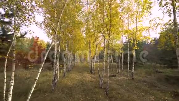 秋季桦树背景运动凸轮视频的预览图