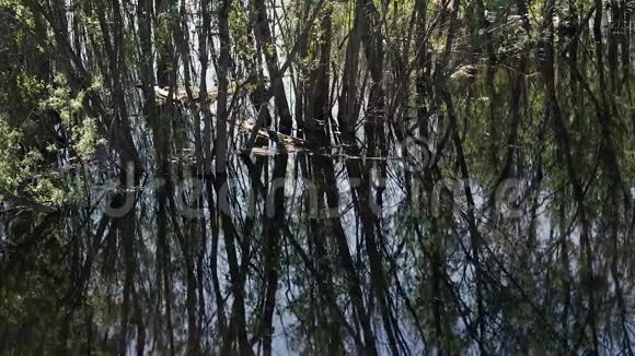 泛滥的树木及其在水中的倒影视频的预览图