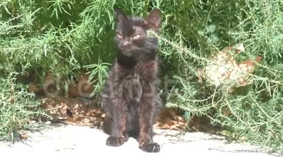 无家可归的黑猫晒太阳视频的预览图