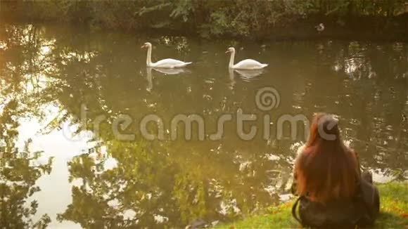 女孩从后面坐在城市公园的草地上看着白色漂浮的天鹅视频的预览图