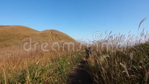 沿着山脊上的小路走着秋天微风吹拂着山和蓝天背景的芦苇视频的预览图