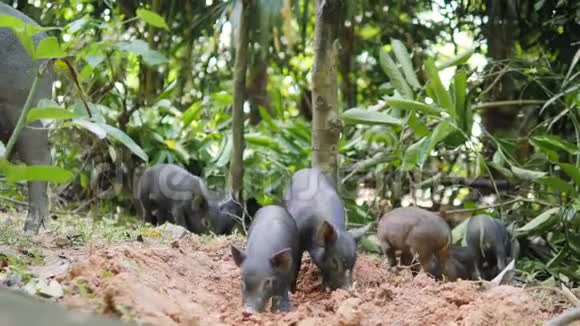 野生野猪在森林丛林中挖掘地泰国4K视频的预览图
