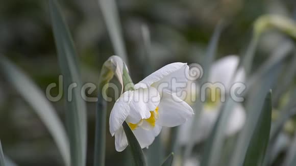 春季开花水仙多云天气视频的预览图