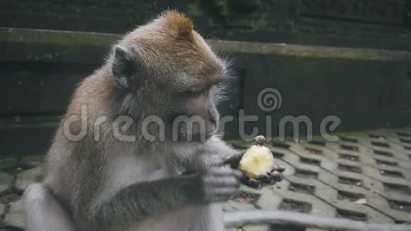 恒河猴的特写镜头拿着食物吃视频的预览图