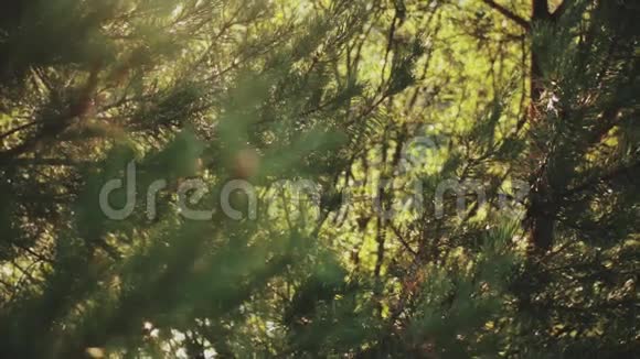 森林中有针叶的杉树枝的近景晴天美丽的自然景观视频的预览图