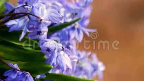第一春花蓝雪滴在树林里美丽的春花在野外视频的预览图