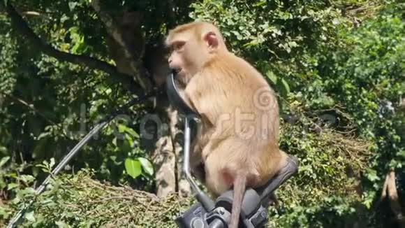 可爱的野猴宝宝舔摩托车镜在公园停车场普吉镇猴山泰国普吉岛4K视频的预览图