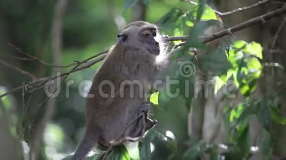 猴子挂在树枝上视频的预览图