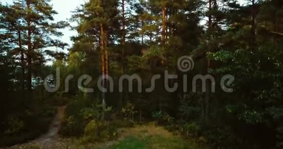 北部的森林和针叶树俄罗斯风景有松树和杉树晴天在野外空中无人机视频的预览图