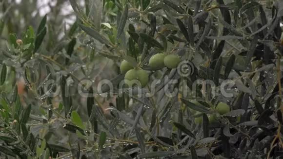 花园里雨下的湿橄榄树视频的预览图