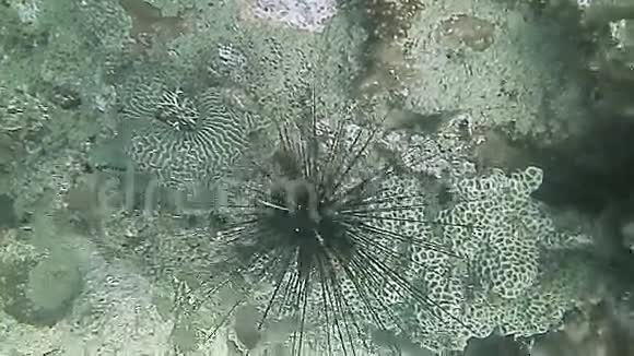 海胆和珊瑚接近视频的预览图