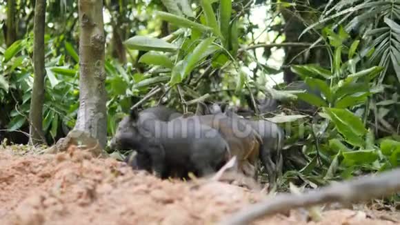 野猪与妈妈猪在泰国丛林4K视频的预览图