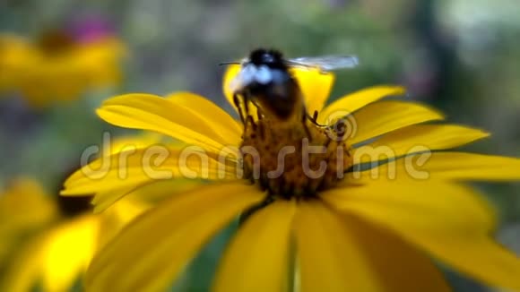 大黄蜂从花中采集花蜜慢动作视频的预览图