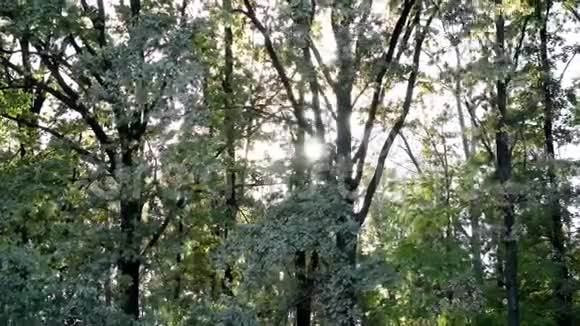 时光流逝阳光从林间茂密的绿叶中照下来视频的预览图