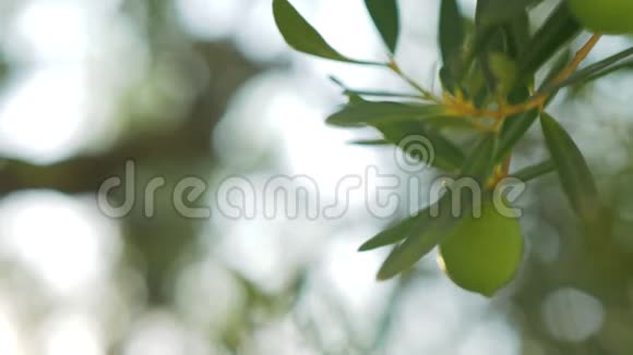 绿橄榄树上在阳光下观看视频的预览图