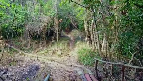 近距离鸟瞰道路通向茂密的野生森林视频的预览图