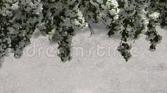 在灰色沥青表面上开花的苹果树枝视频的预览图