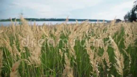 绿色的草有金色和蓬松的耳朵河流自然视频的预览图