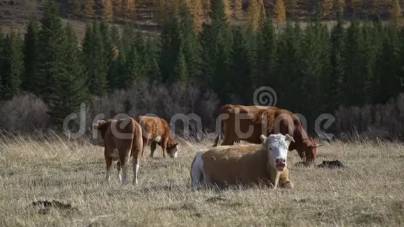 四头牛在草地上吃草三头牛捏草一头牛躺着视频的预览图