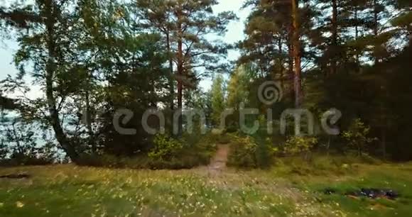 北部的森林和针叶树俄罗斯风景有松树和杉树晴天在野外空中无人机视频的预览图