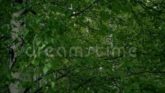 有幼叶的桦树枝慢节奏视频的预览图