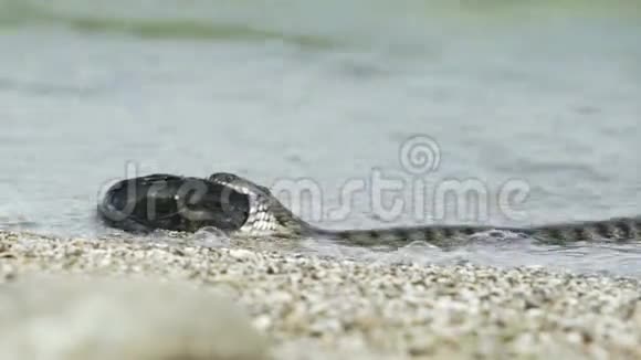 蛇河纳翠丝爬行动物视频的预览图
