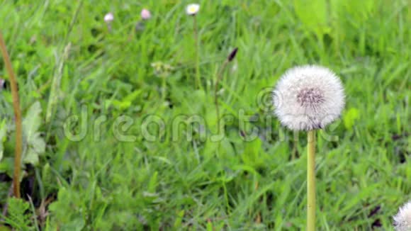 美丽的素蒲公英在茂盛的树叶中移动视频的预览图