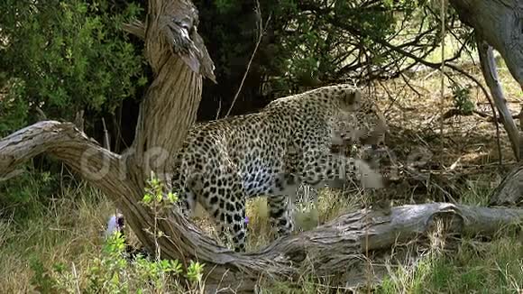 博茨瓦纳奥卡万戈三角洲豹豹女莫雷米保护区视频的预览图