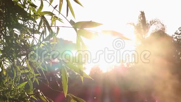 早晨美丽的树木和阳光在乡村升起平和宁静放松的概念视频的预览图