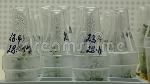 科研人员药用植物组织瓶管试管体外克隆生长室视频的预览图