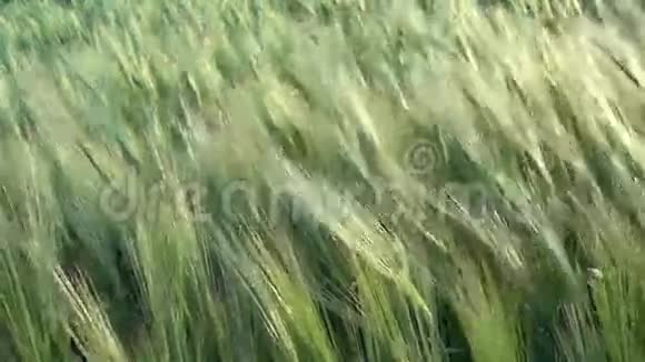 小麦夏季背景关闭视频的预览图