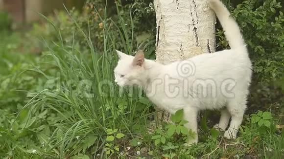 白猫依偎在树上多云视频的预览图