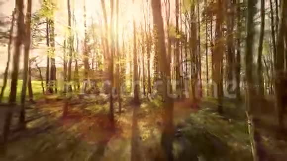 森林树木植物自然背景夏季鸟瞰森林树木视频的预览图