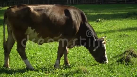 草地上的牛一头棕色的大牛在绿色的草地上吃草视频的预览图