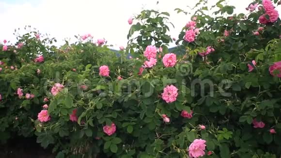 走在美丽的玫瑰花园里视频的预览图