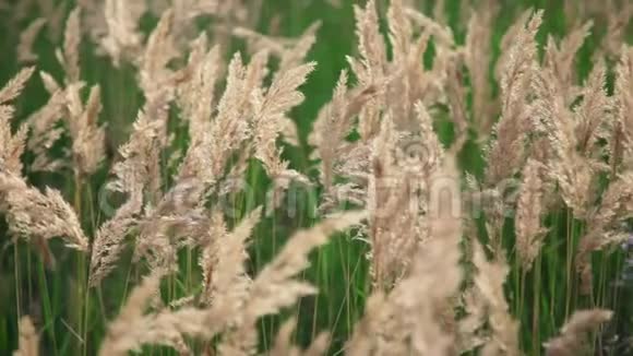谷类植物特写有草和耳麦小麦或其他的田野视频的预览图