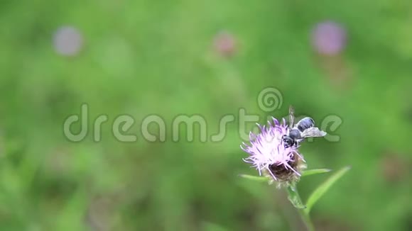 蜜蜂和花视频的预览图