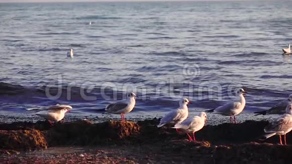 海鸥站在沙滩上用喙刷羽毛慢动作视频的预览图