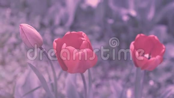 红色郁金香与Instagram效应视频的预览图