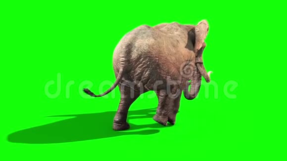 大象行走静态背绿幕3D渲染动画视频的预览图