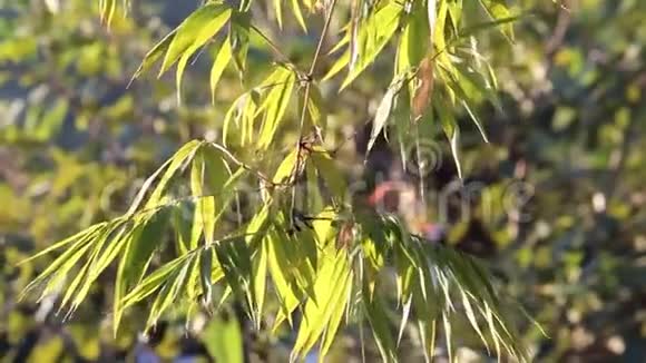 早晨美丽的树木和阳光在乡村升起平和宁静放松的概念视频的预览图