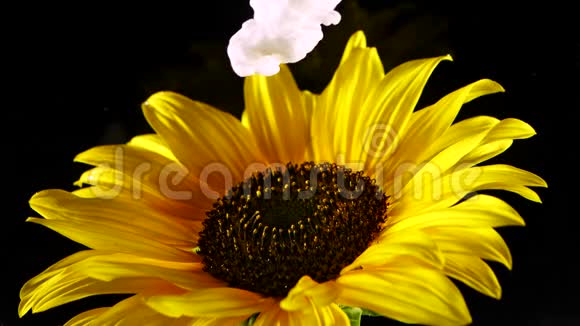 在黑色背景下在美丽的向日葵上惊人地传播油漆视频的预览图