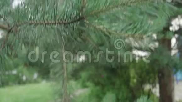 镜头从杉树枝到绿草视频的预览图