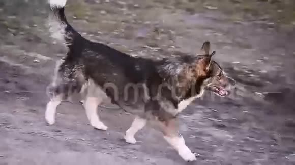 狗在柏油路上奔跑视频的预览图