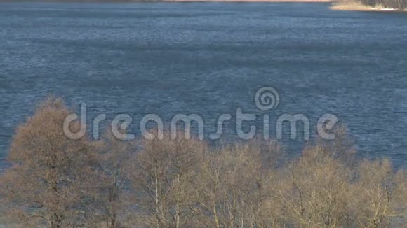 没有叶子的树在湖边生长早春景观风日视频的预览图