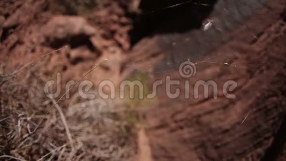 微风吹拂的沙漠蜘蛛网视频的预览图